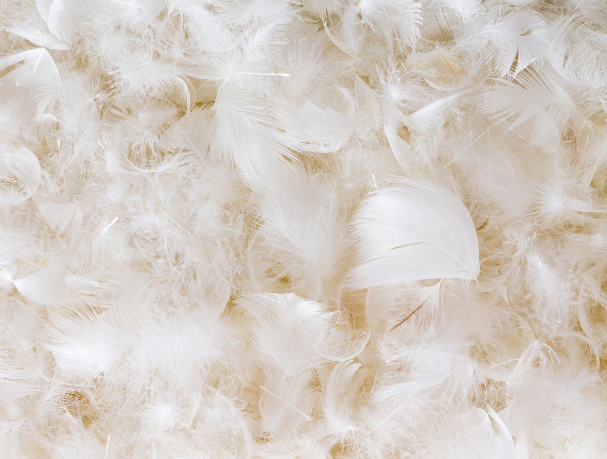 White down feather pillow insert with a soft quilted cover